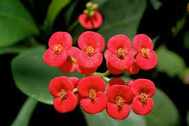 Euphorbia