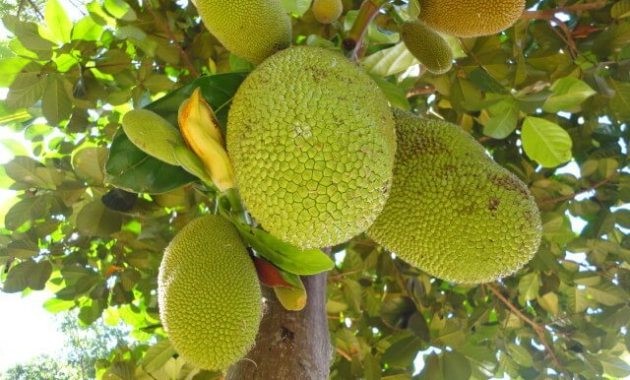 Nangka